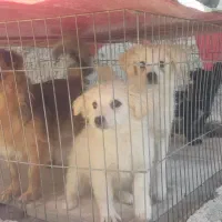 سگ پاکوتاه پامریین شناسنامهدار|سگ|زنجان, |دیوار