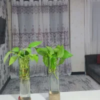 منزل-مبله-صدرا