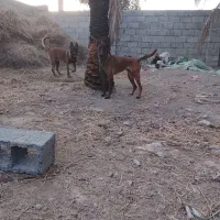 سگ مالینیوز