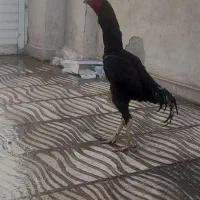 جوجه اوشامو