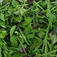 سبزی|خوردنی و آشامیدنی|مشهد, پورسینا|دیوار