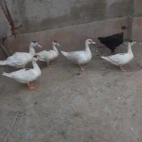 ۵ تا اردک اسراییلی یکجا