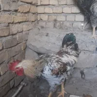 خروس|حیوانات مزرعه|مشهد, ویلاشهر|دیوار