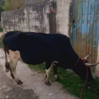 گاو دورگ محلی ۸ماه ابستن|حیوانات مزرعه|شیرگاه, |دیوار
