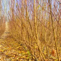 فروش انواع نهال های پیوندی|خدمات باغبانی و درختکاری|اصفهان, شاهزاده ابراهیم|دیوار