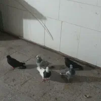 کبوتر|پرنده|امیدیه, |دیوار