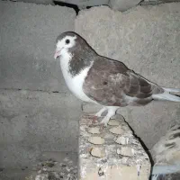 درتماس باشین فوری فوری|پرنده|آق قلا, |دیوار