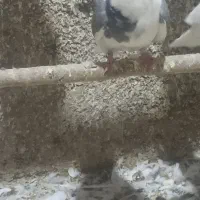 دوجفت ابلغ سبز درج یک دهن خورد|پرنده|جوادآباد, |دیوار