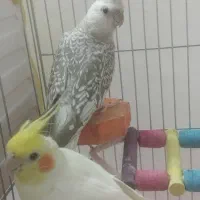 مولد واقعی کارداده مست|پرنده|زنجان, |دیوار