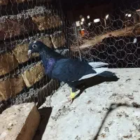 مینا سیاه خوشکل دستا۶به۶