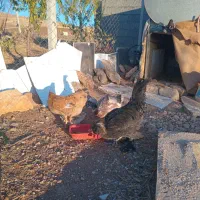 خروس سلطان ومرغ کردی واردک جوان|حیوانات مزرعه|روانسر, |دیوار