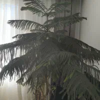 گل کاج مطبق|گل و گیاه طبیعی|کرج, ساماندهی|دیوار