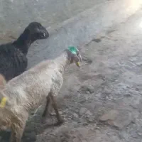 میش و بره و بز