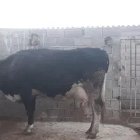 گاو شیری به همراه گوساله نر ۲ ماهه