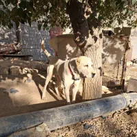 سگ سرابی و آلابای نژاد اصیل|سگ|شیراز, داریون|دیوار