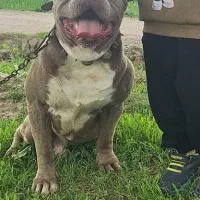 سگ امریکن پیتبول مخصوص جفت گیری