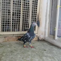 کبوتر رنگی دورگ