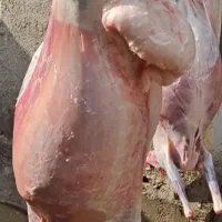 فروش گوسفند زنده در سرتا سر تهران|حیوانات مزرعه|تهران, باغ فیض|دیوار