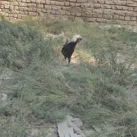 سه مرغ و سه خروس نژاد دار|حیوانات مزرعه|خاوران, |دیوار