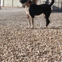 توله نرقدرجونی ۱۱ماهه