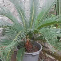 گل . گل های آپارتمانی و باغچه ای در گلدان|گل و گیاه طبیعی|شلمان, |دیوار