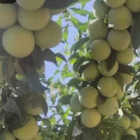 نهال  مثمروغیرمثمر