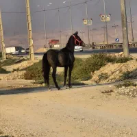 کره اسب کورسی