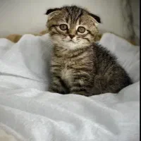 گربه‌ مادر با دو تا بچه