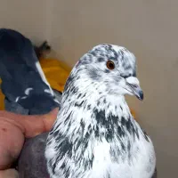 کفتر پرشی ،قاره، زاغ، سوسکی|پرنده|دماوند, گیلاوند|دیوار