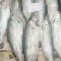 ماهی قزل‌آلا