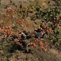 نهال زیتون پسته گردو گل زینتی توت گردو (غرب نهال)