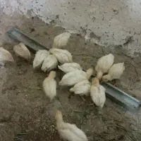 جوجه بیوتی بوقلمون