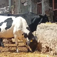 گاو قربانی روا