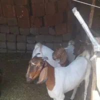بزپاکستانی و نری پاکستانی