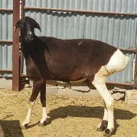 شیشک چینی|حیوانات مزرعه|طسوج, |دیوار