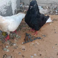 ۲۰ تا کبوتر ۲ملیون|پرنده|دوگنبدان, |دیوار