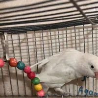 طوطی کوتوله