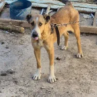 سگ سرابی|سگ|بن, |دیوار