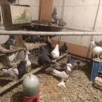 کبوتر فروشی|پرنده|بیرجند, |دیوار