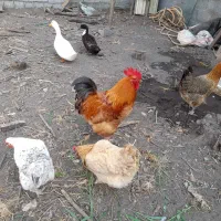 فروش ۴ عدد مرغ ،۱ خروس،۲ اردک،۲ جوجه امپراتور