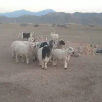 فروش ۵راس بز آبستن فروشی