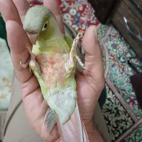 گرینچیک .نامش سنجد.