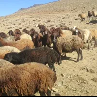 100راس میش ابستن