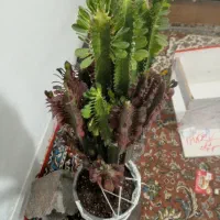 فروشگاه گل|گل و گیاه طبیعی|لوشان, |دیوار