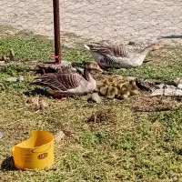 جوجه غاز بچه غاز نمایی