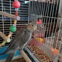 عروس هلندی سرحال