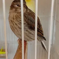 قناری نژاد گلاستر چند جفت موجوده