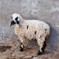 یک‌بره‌ماده‌جری