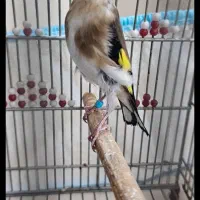 سهره خاکی هزار