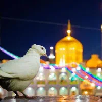 تور مشهد هوایی و قطار هر روزه